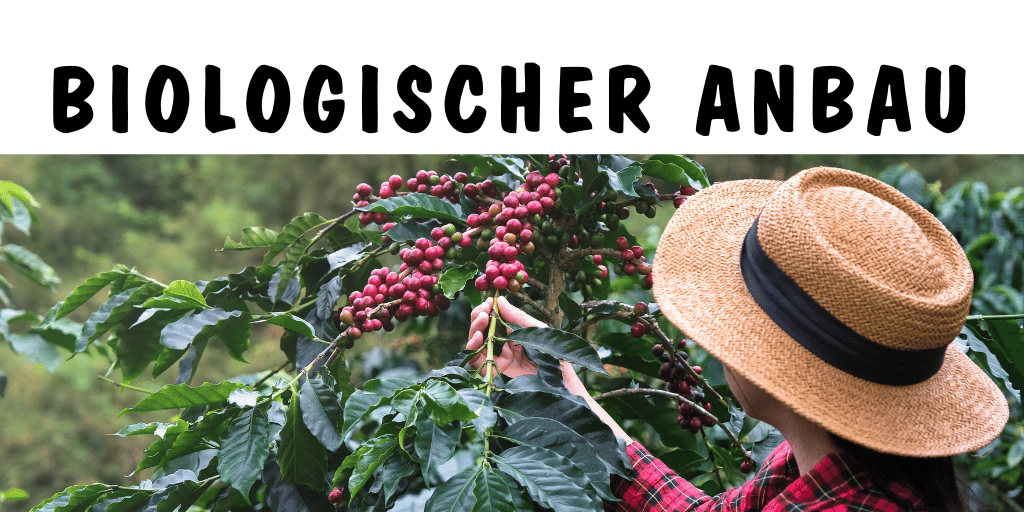 Zu unseren Bohnen aus Biologischem Anbau